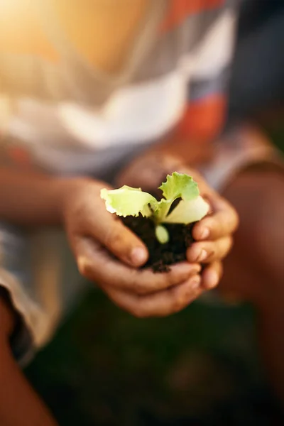 Dłonie Dziecka Gleby Lub Roślin Ogrodzie Dla Zrównoważonego Rozwoju Opieki — Zdjęcie stockowe