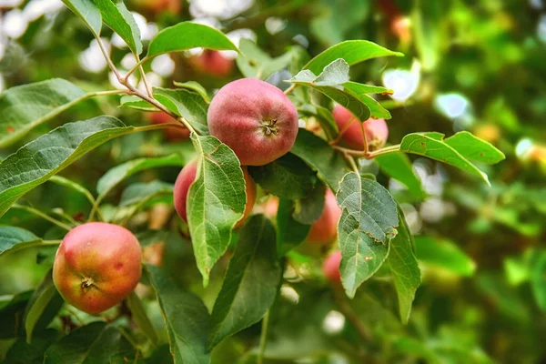Rött Äpple Träd Och Gröna Växter Naturen För Hållbart Jordbruk — Stockfoto