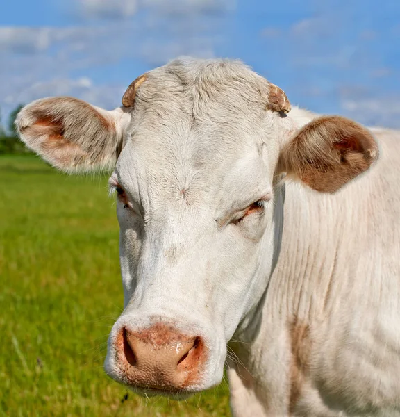 Zemědělství Příroda Ranč Krávami Farmě Pro Udržitelnost Produkci Mléka Živočišnou — Stock fotografie