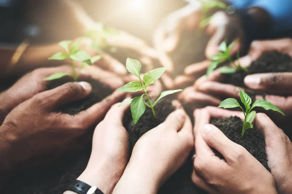 Fomentar Negócio Crescimento Grupo Pessoas Segurando Plantas Que Crescem Fora — Fotografia de Stock
