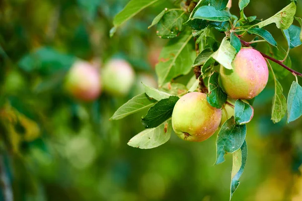 Orman Meyve Elma Çiftlikte Ağaçlarda Tarım Meyve Yetiştirme Hasat Için — Stok fotoğraf