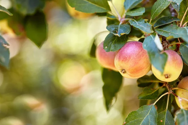 Garten Apfel Und Rote Früchte Auf Baum Mit Blättern Grüne — Stockfoto