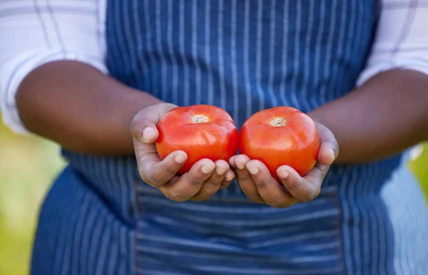 Bauernhof Landwirtschaft Und Hände Des Bauern Mit Tomaten Für Gemüse — Stockfoto