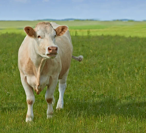 Primavera Natura Agricoltura Con Mucca Azienda Sostenibilità Produzione Latte Bestiame — Foto Stock