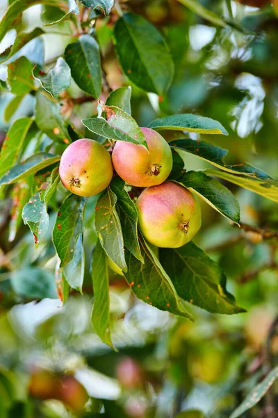 Nahaufnahme Äpfel Und Bäume Für Die Landwirtschaft Wachstum Und Obst — Stockfoto