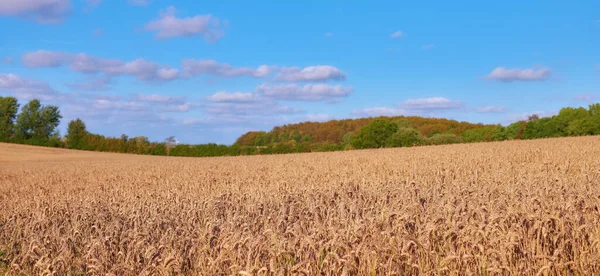Maisema Vehnäkenttä Pilvet Sinisellä Taivaalla Maaseutua Maanviljelyä Tai Ympäristöystävällistä Taustaa — kuvapankkivalokuva