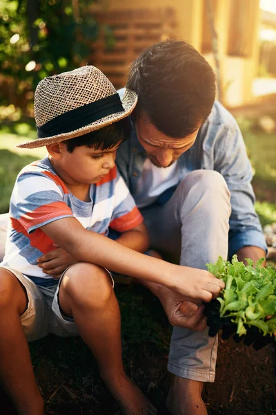 Ojciec Dziecko Lub Nauka Sadzenia Ogrodzie Dla Zrównoważonego Rozwoju Rolnictwa — Zdjęcie stockowe