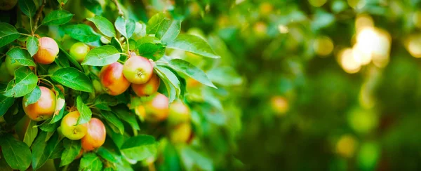 Apple Tree Plants Growth Nature Sustainable Farming Agriculture Garden Background — Stock Photo, Image