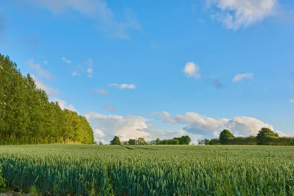 Groot Gras Bomen Blauwe Lucht Het Platteland Van Denemarken Met — Stockfoto