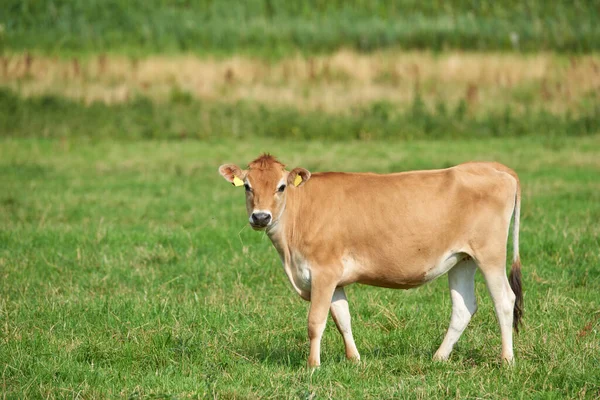デンマークの農場 フィールドと風景 自然と環境や農業の場所と牛 農業の目的地と田舎と牛の家畜屋外の新鮮な空気 草や土地 — ストック写真