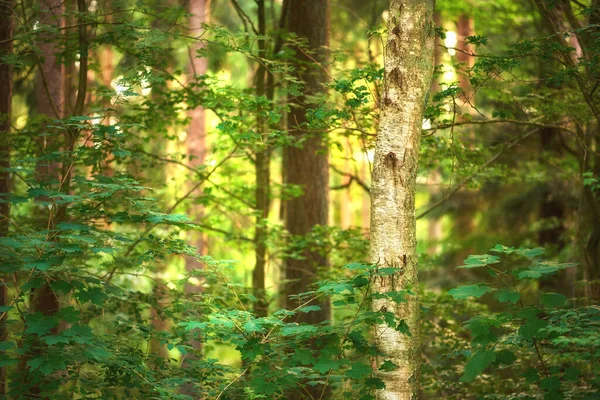 Arbres Nature Campagne Bois Paysage Extérieur Durable Plantes Forêts Terres — Photo