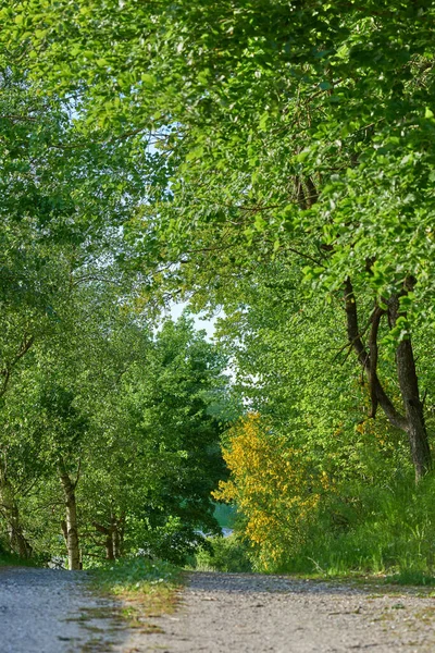Träd Grusväg Och Gröna Löv Naturen Med Jordbrukets Väg Eller — Stockfoto