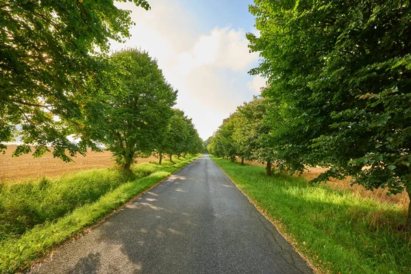 Asphalt Road Trees Path Countryside Travel Agriculture Natural Environment Landscape — Stock Photo, Image