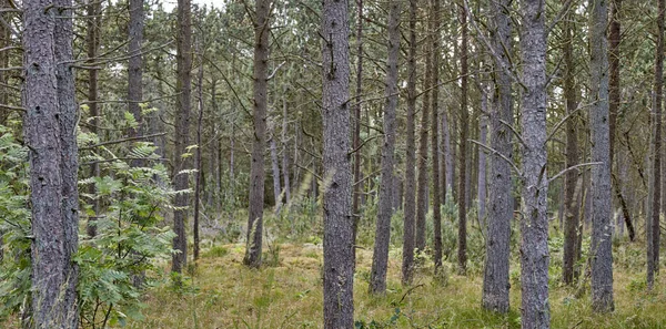 Przyroda Drzewa Krajobrazy Leśny Plenerowy Zrównoważony Krajobraz Rośliny Lasy Naturalne — Zdjęcie stockowe