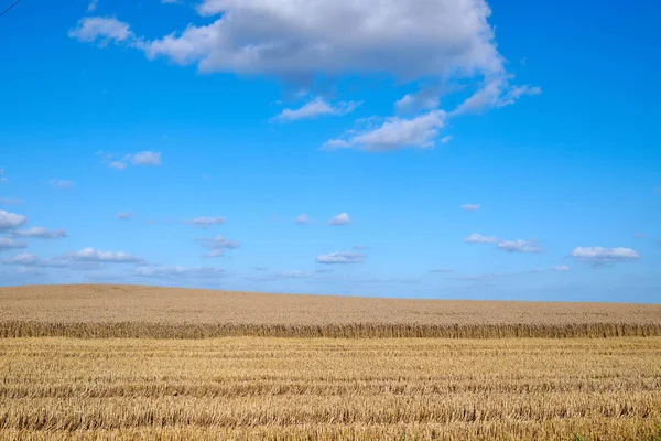 蓝天上的金色麦田和云彩背景为乡村 风景或生态农业 农业用空农场的可持续性 增长和草或谷物开发 — 图库照片