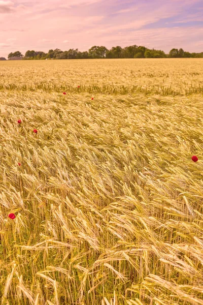 Landbouw Milieu Zonsondergang Met Tarwe Het Veld Voor Landbouw Duurzaamheid — Stockfoto