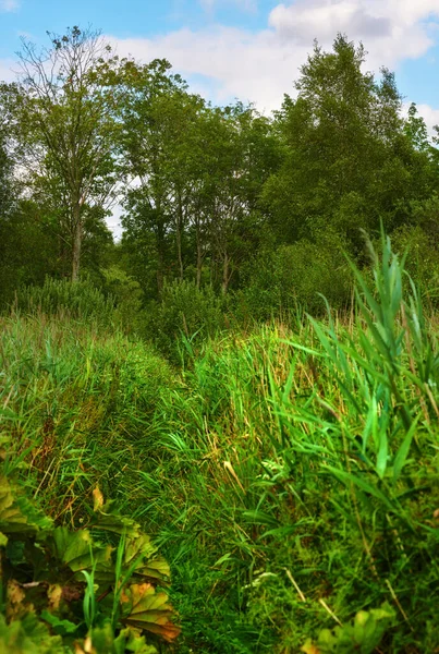 Przyroda Trawa Pole Wsi Leśny Plenerowy Zrównoważony Krajobraz Rośliny Trawnik — Zdjęcie stockowe