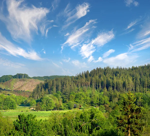 Bäume Natur Und Wald Landschaft Landschaft Und Außenvegetation Pflanzen Bauernhof — Stockfoto