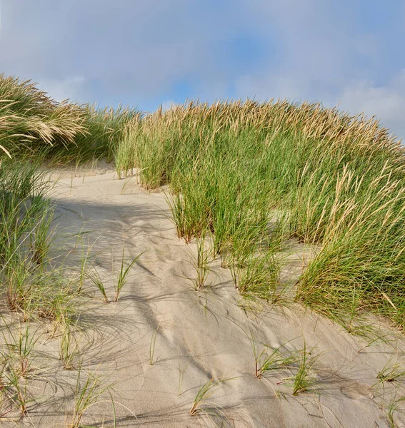 ビーチや風景 自然とデンマークの環境や海岸沿いの場所で旅行 熱帯の海辺の目的地と自然の風景と旅の屋外で新鮮な空気 草や土地 — ストック写真