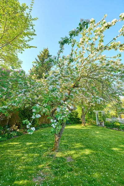 Backyard, fence and lawn with tree or bloom in spring with maintenance with flowers in the outdoor. Landscape, grass and gardening with fencing in backgrounds or nature or summer with plants