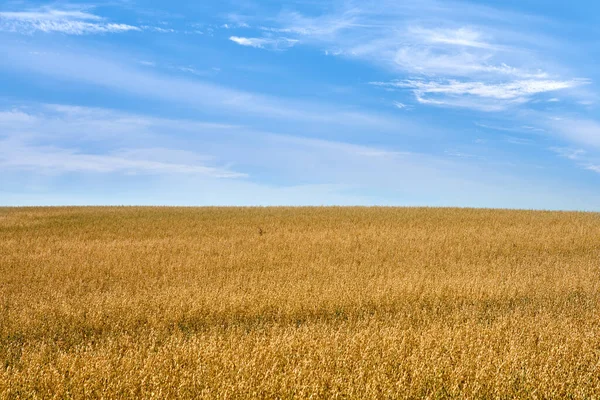 农耕和蓝天 以云为农村 风景或生态友好的背景 农业空白农场的可持续发展 生长与黄金草或谷物开发 — 图库照片