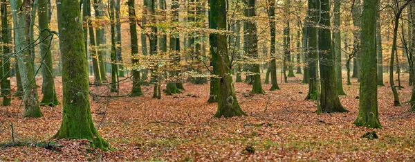 秋天和树叶生长在地面上 有树木生长在自然或自然环境中 秋天有树叶的树木 户外和树林 公园里有果园或橡树 或有空间的田野 — 图库照片