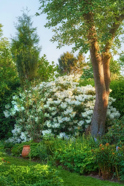 Пейзаж Цветы Дерево Газоном Дворе Летом Открытом Воздухе Растениями Цветение — стоковое фото