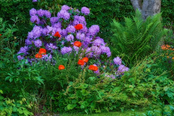 Kert Virágok Táj Környezettel Természettel Zöld Levelek Lombozattal Kertészettel Természetes — Stock Fotó