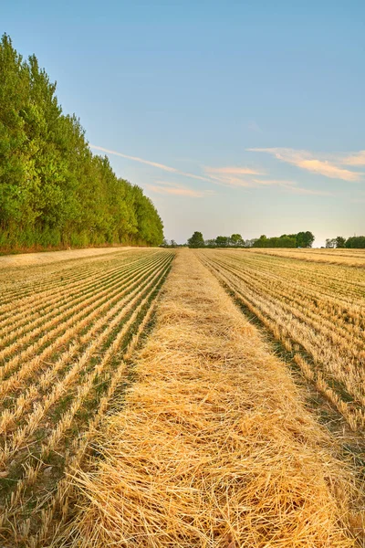 农场和小麦田供收获 并在农村种植 农业和作物 自然环境中大麦 谷物或黑麦的景观 草地背景和生长 — 图库照片