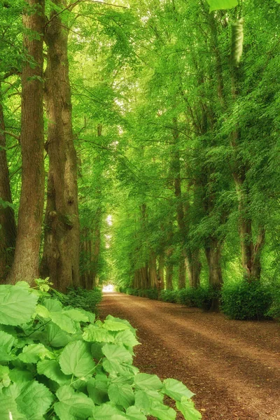덴마크의 위치를 여행하는 나뭇잎 친환경적 목적지 가능성 의나무와 — 스톡 사진