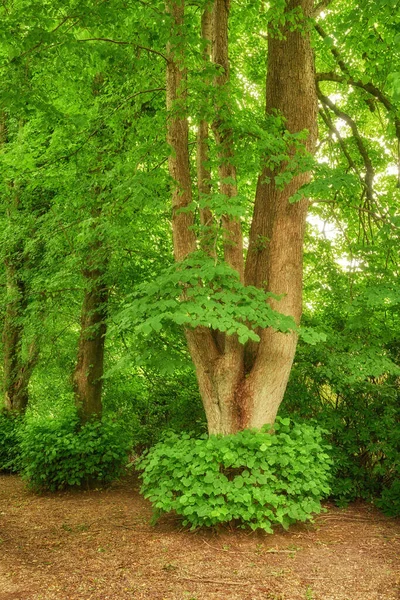 Skog Träd Och Landskap Natur Och Resor Med Miljö Och — Stockfoto