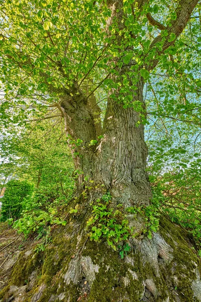 自然树干和分枝中的大树 生长和绿叶 对于可持续性 农业或户外生活都有好处 生长在夏季乡间树干上的叶子或植物 — 图库照片