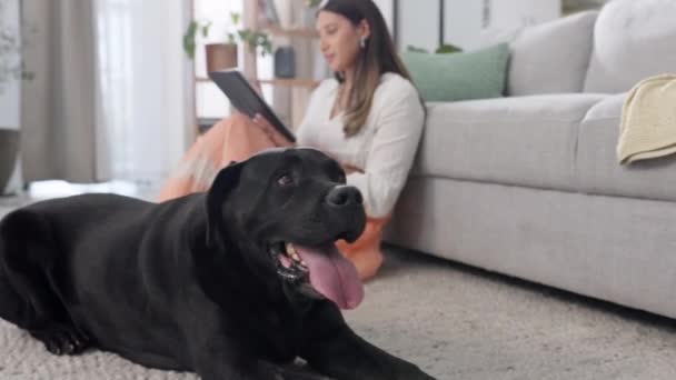 Жінка Віддалена Робота Планшетом Собакою Позаштатний Дизайн Щасливий Творчий Вдома — стокове відео
