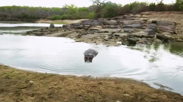 ヒッポ 湖でリラックスしたり タンザニアだけで野生の屋外で池に横たわっています アフリカのサファリでの動物 カバの水泳や自然生息地での獣 湿地や川 — ストック動画