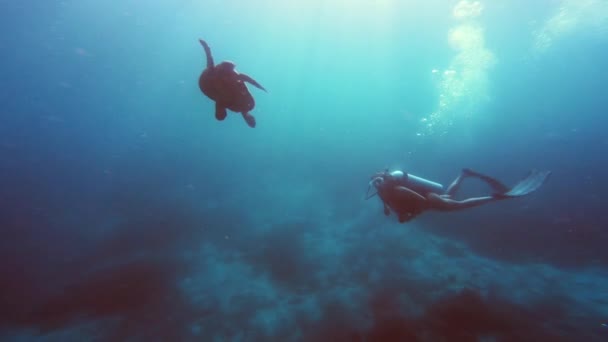 Recife Coral Tartaruga Mulher Mergulho Nadando Oceano Subaquático Mergulhador Férias — Vídeo de Stock