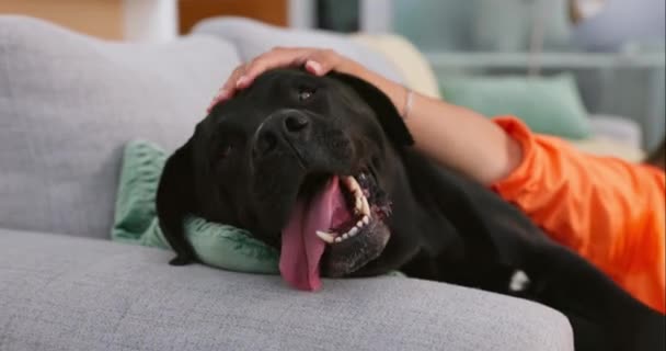 Relaks Kanapa Kobieta Piesek Dla Miłości Wsparcia Opieki Nad Zwierzętami — Wideo stockowe