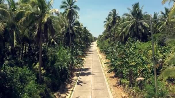 Пара Мотоцикл Подорож Дорозі Тропічний Острів Дорозі Між Пальмами Природі — стокове відео