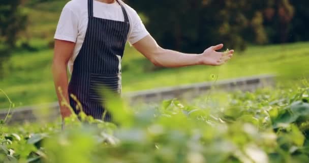 Kertészkedés Arc Ember Szagú Növények Területen Vidék Fenntartható Üzleti Jellegű — Stock videók