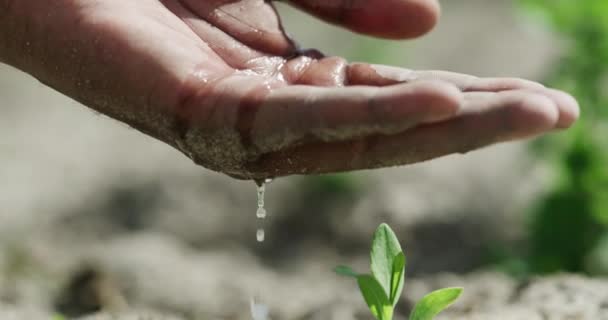 그리고 농부의 손으로 영양을 식물에 성장입니다 가능성 그리고 토양의 방울을 — 비디오