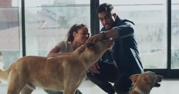 Adoption Tierheim Und Ein Paar Umarmen Gemeinsam Einen Welpen Einem — Stockvideo