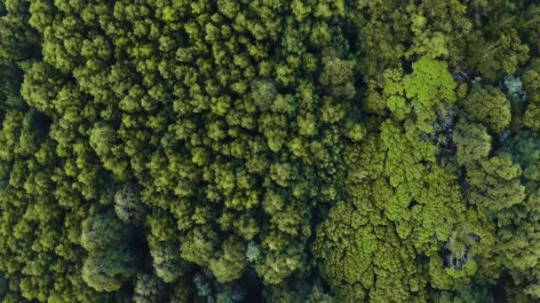 Αεροφωτογραφία Δάσος Και Δέντρα Παραπάνω Στη Φύση Της Ζούγκλας Της — Αρχείο Βίντεο