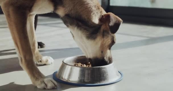 Zorg Voer Honden Eten Gezondheid Voeding Met Vitaminen Eiwitten Wellness — Stockvideo