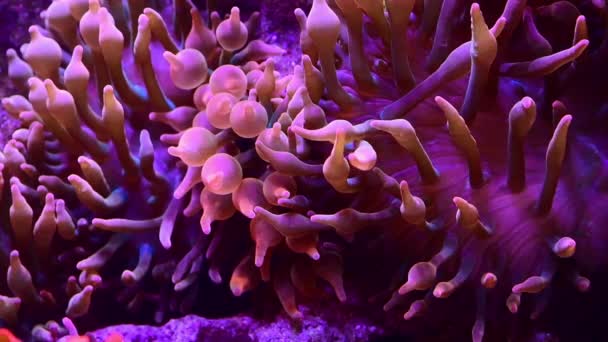 生態系 自由とサンゴの生活のために海の中で熱帯 水族館や魚水中 サンゴ礁の自然環境や海洋生態系の中で水の中で泳ぐ自然 海の植物や動物 — ストック動画
