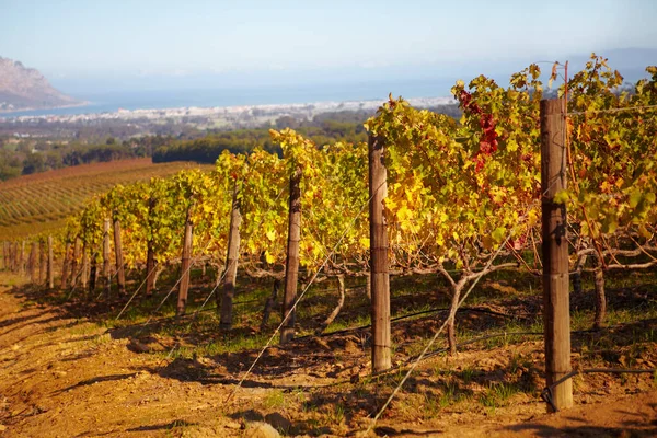 Şarap Üzüm Bağları Üzüm Bağları Üzüm Bağları Kırsal Alanda Bitkiler — Stok fotoğraf