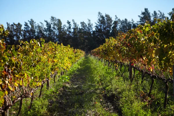 风景秀丽 葡萄园和农场的葡萄酒 葡萄和绿色生长的藤蔓 植物和葡萄园在农村 大自然与蓝天 开普敦或春天的农业 可持续耕作或种植 — 图库照片