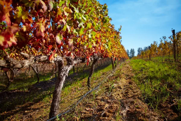 Şarap Üzüm Bağları Üzüm Bağları Üzüm Bağları Kırsal Alanda Bitkiler — Stok fotoğraf
