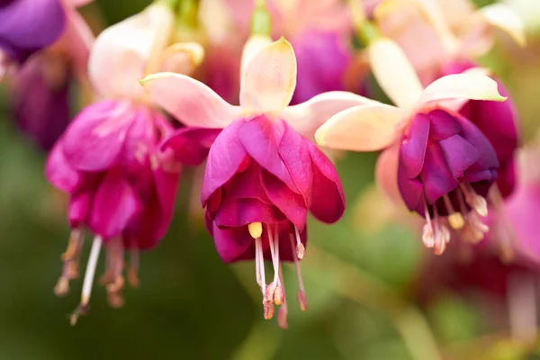Natureza Plantas Flores Rosa Florescendo Jardim Ambiente Natural Parque Primavera — Fotografia de Stock