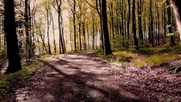 ブッシュや植物の屋外の性質の木 森やパス 自然環境 緑や歩道 持続可能な国立公園 ドイツの土地や春の牧草地で草と生態系や森 — ストック動画