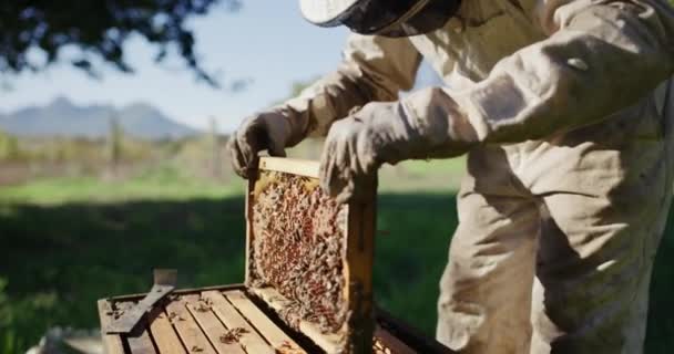 Platteland Bijenteelt Landbouwer Handen Met Bijen Honing Landbouw Voor Landbouw — Stockvideo
