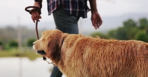 Руки Поводок Человек Выгуливает Собаку Природе Путешествует Путешествует Вместе Домашнее — стоковое видео
